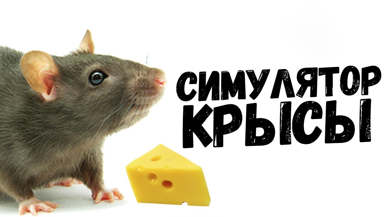 ВЕСЕЛЫЙ СИМУЛЯТОР КРЫСЫ