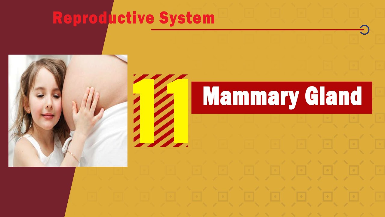 𝟏𝟏. 𝐌𝐚𝐦𝐦𝐚𝐫𝐲 𝐠𝐥𝐚𝐧𝐝 (𝐀𝐧𝐚𝐭𝐨𝐦𝐲 𝐚𝐧𝐝 𝐝𝐞𝐯𝐞𝐥𝐨𝐩𝐦𝐞𝐧𝐭) 🟡🦠 (الغدة الثديية)