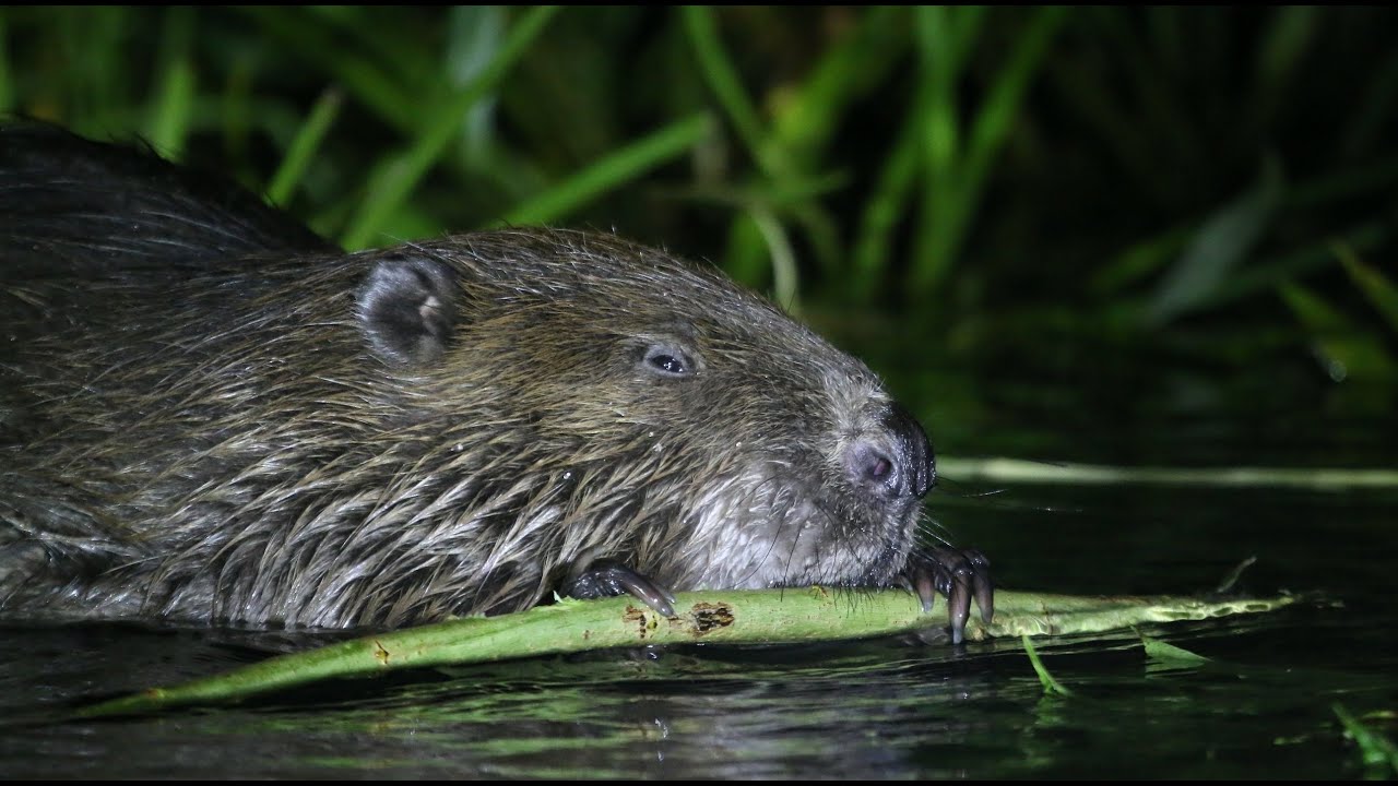 Beaver Safari in the Biebrza Marshes