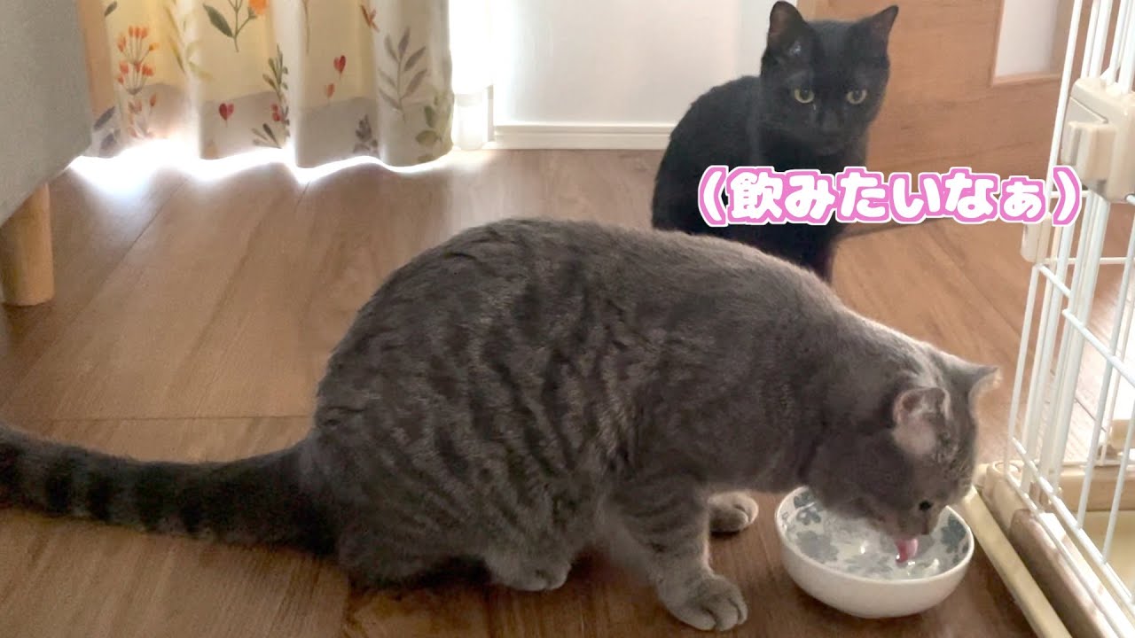 お水を飲む順番を健気に待ち続ける猫が愛おしすぎた・・・！