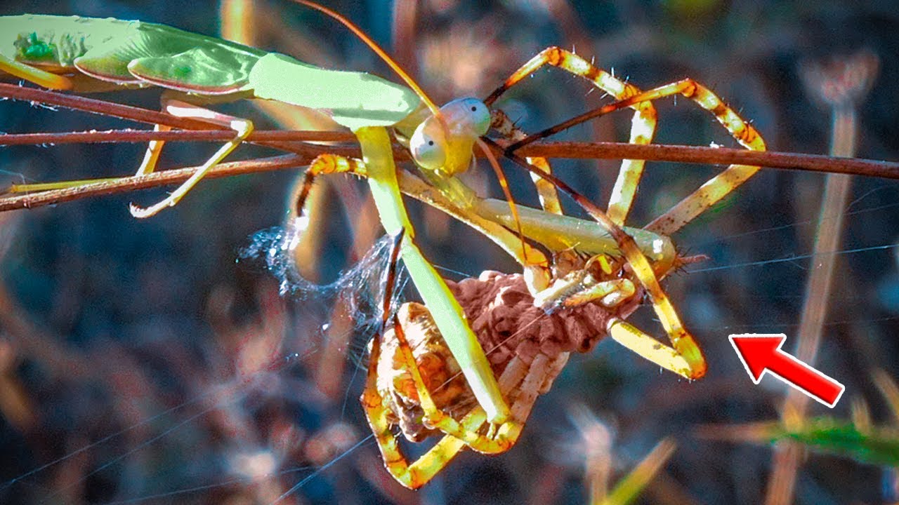 EPIC ENCOUNTER! The TIGER SPIDER Is AMBUSHED… but She’s NO EASY PREY