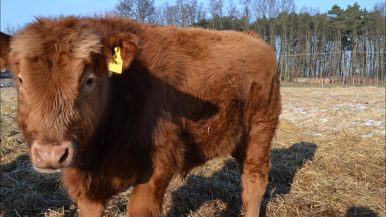 Poranne obejście ~ Sprzedaż odsadków