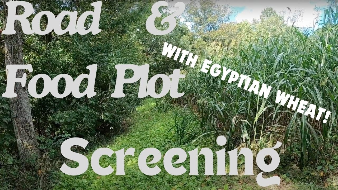 Road & Food Plot Screening | Using Egyptian Wheat