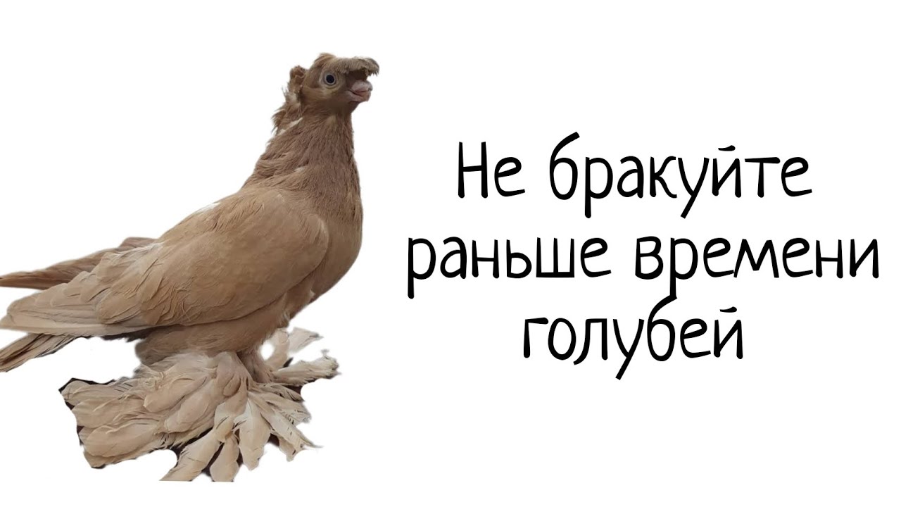 Игорь из Германии поделился опытом