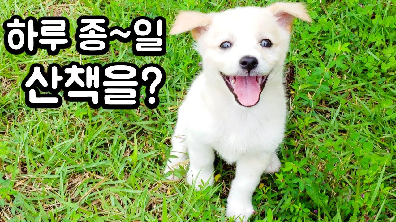 하루종일 산책을 해보았습니다. (다리 풀릴 때까지..)   봉듀17화