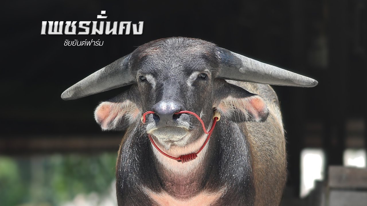 เพชรมั่นคง เลือดร้อยควายยักษ์ (รุ่งเพชรผสมแม่บุญมี)