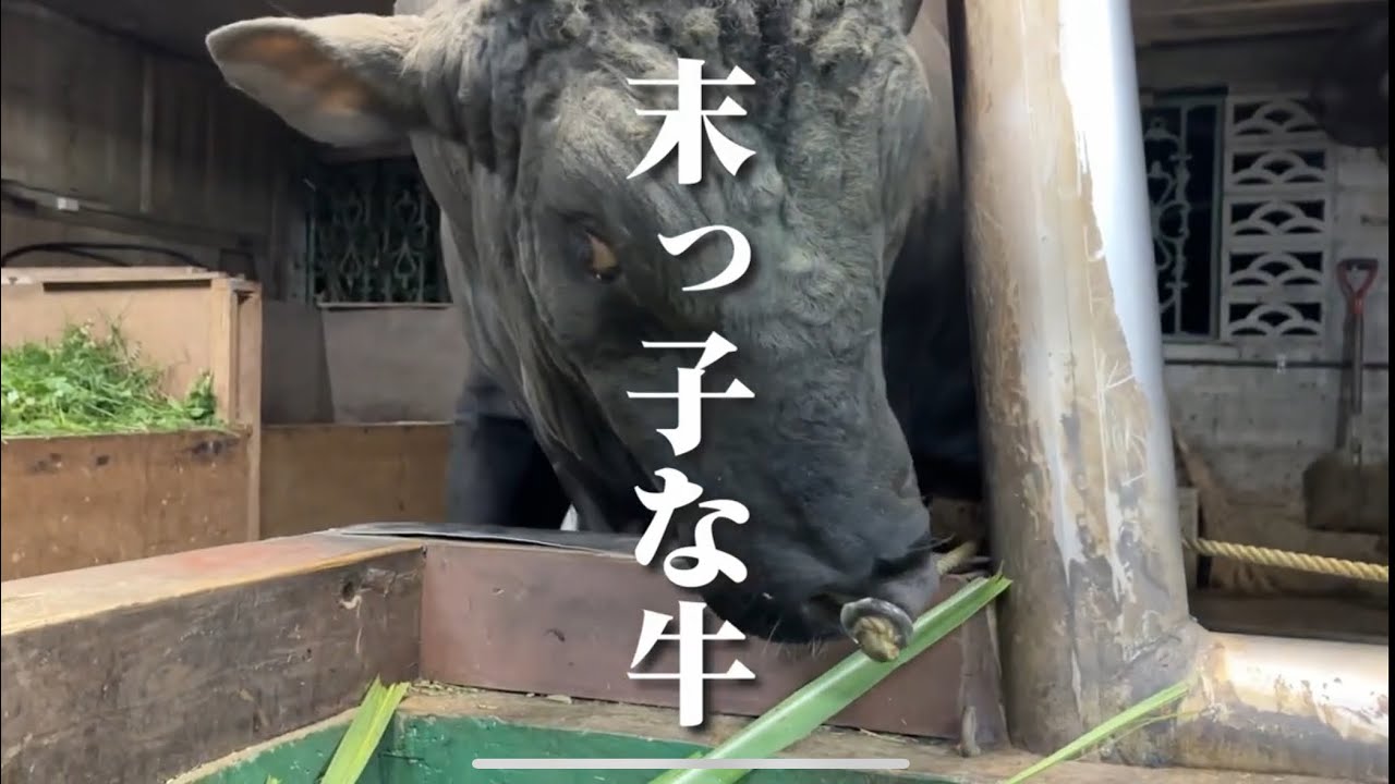 末っ子な牛