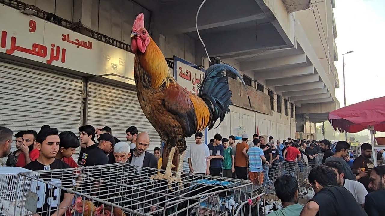 سوق الغزل يوم الجمعة انواع الدجاج والحمام مع الأسعار 2025/3/28