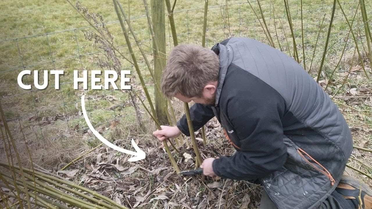 Short Rotation Willow Coppice - Managing Growth