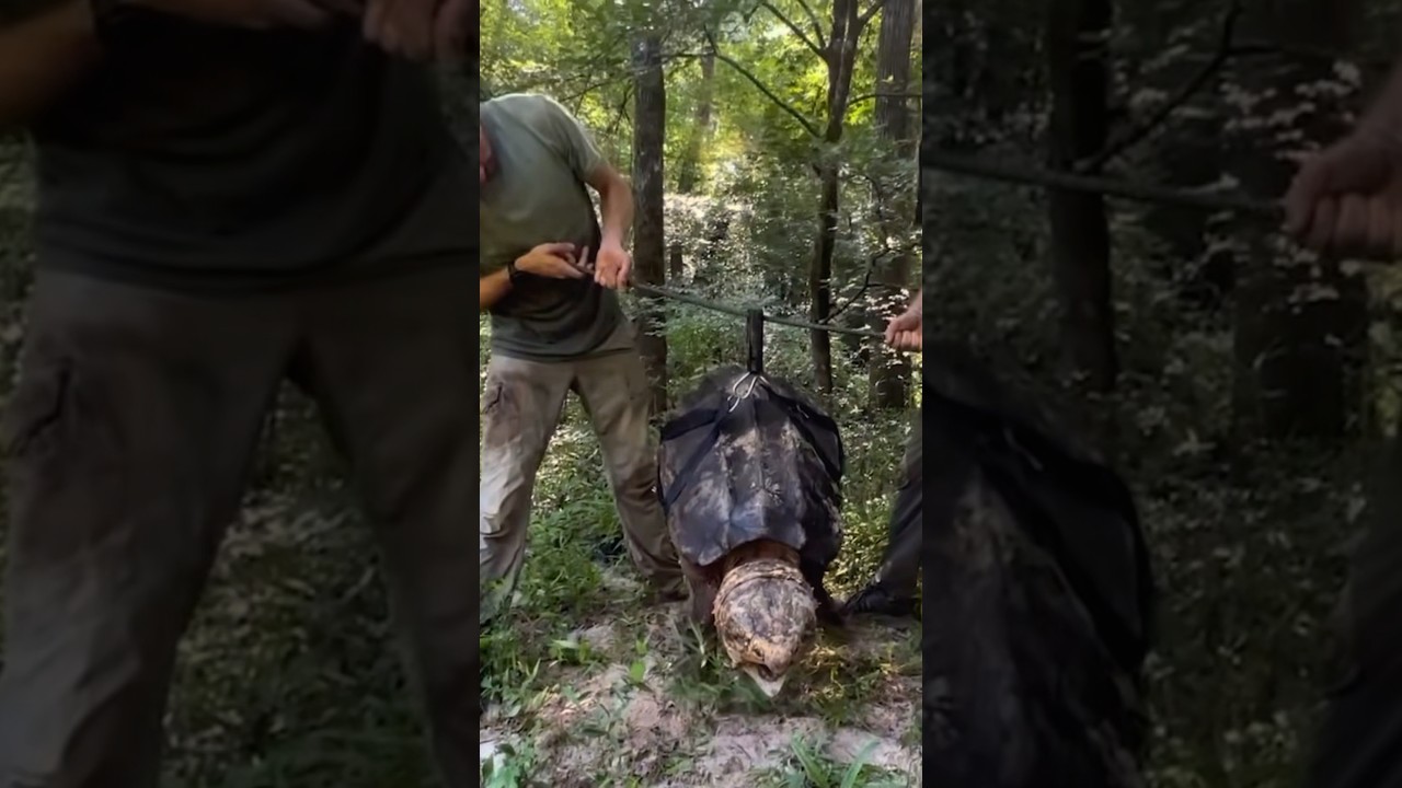 Weighing a MASSIVE Alligator Snapping turtle! #turtle #wildlife #georgia #florida