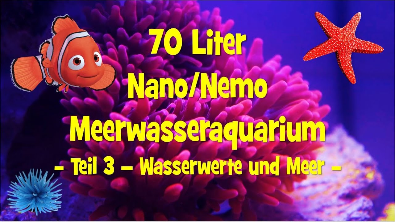 Meerwasseraquarium Nano Nemo 70 Liter - Teil 3 - Wasserwerte und Meer -