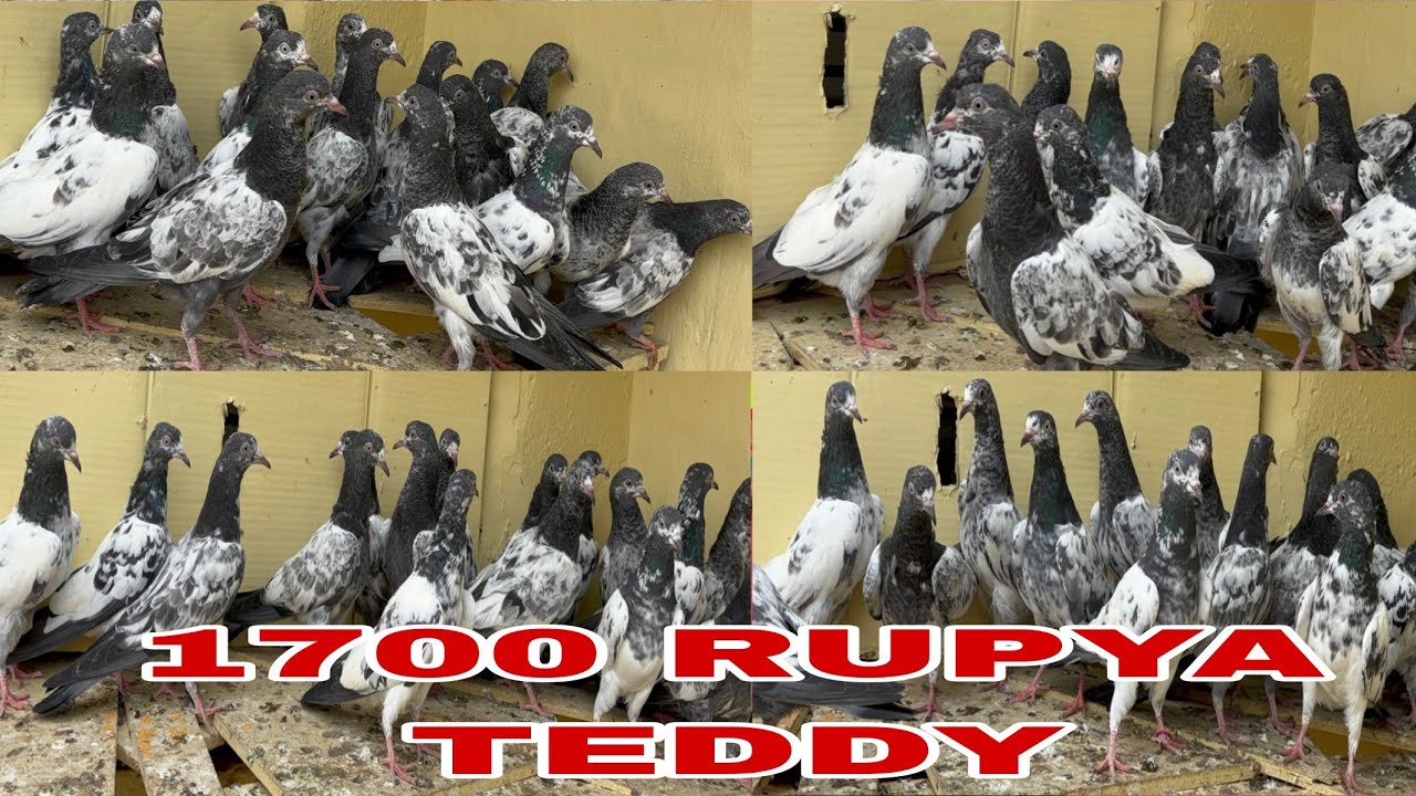 1700 rupya par sale 15 Pic sale Kanto waly teddy salara teddy Kalsirsa Boder walay pigeon for sale