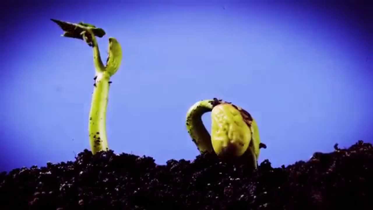 Paranoiac - S&iacute;, Ya S&eacute;... (Official Video)