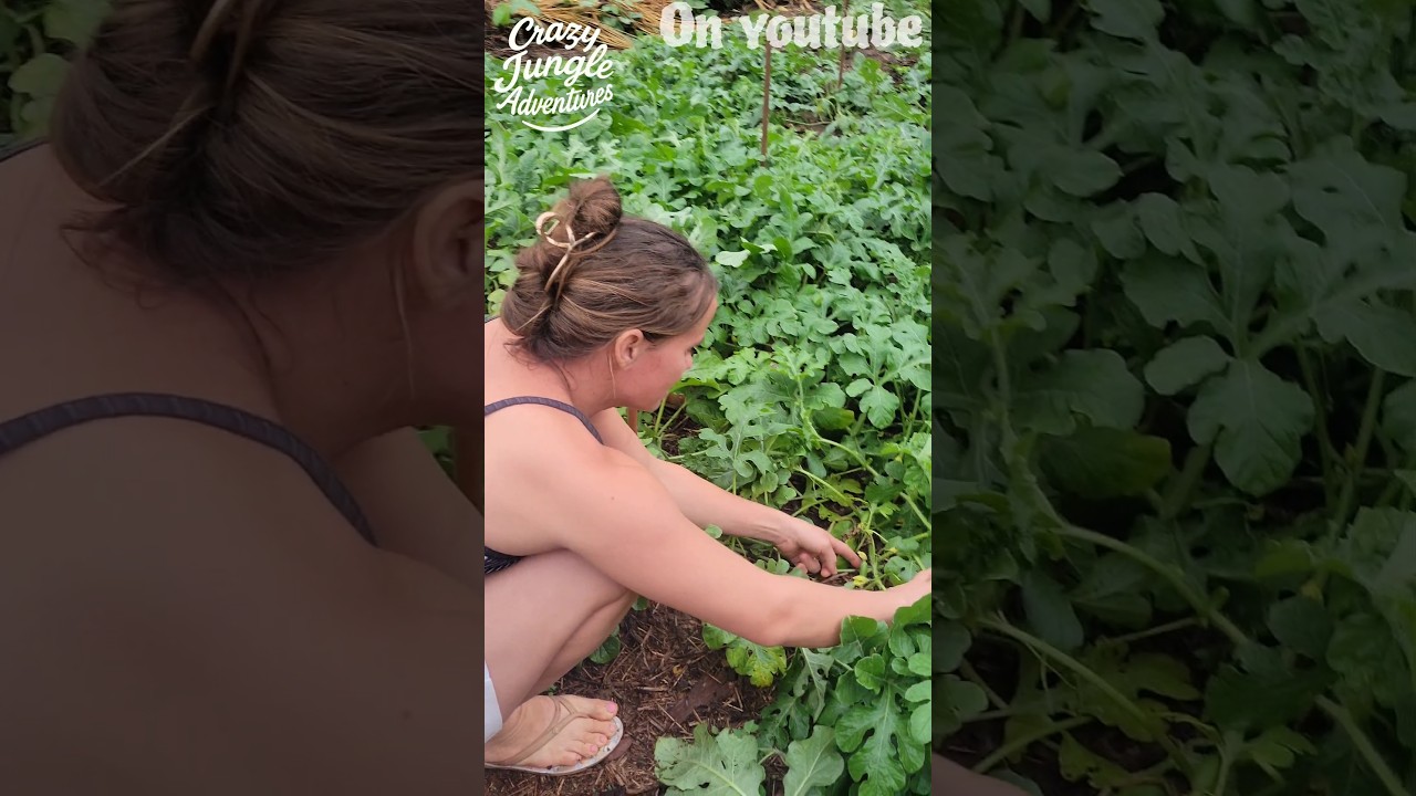 Weeding My Watermelon Patch 🍉 Look at All the Baby Melons! #homesteading #shorts #viral