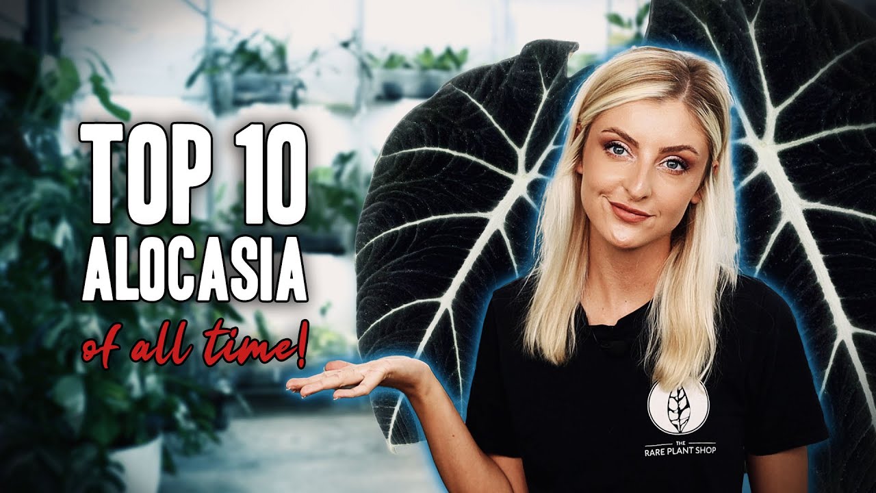 My Top Alocasia OF ALL TIME!