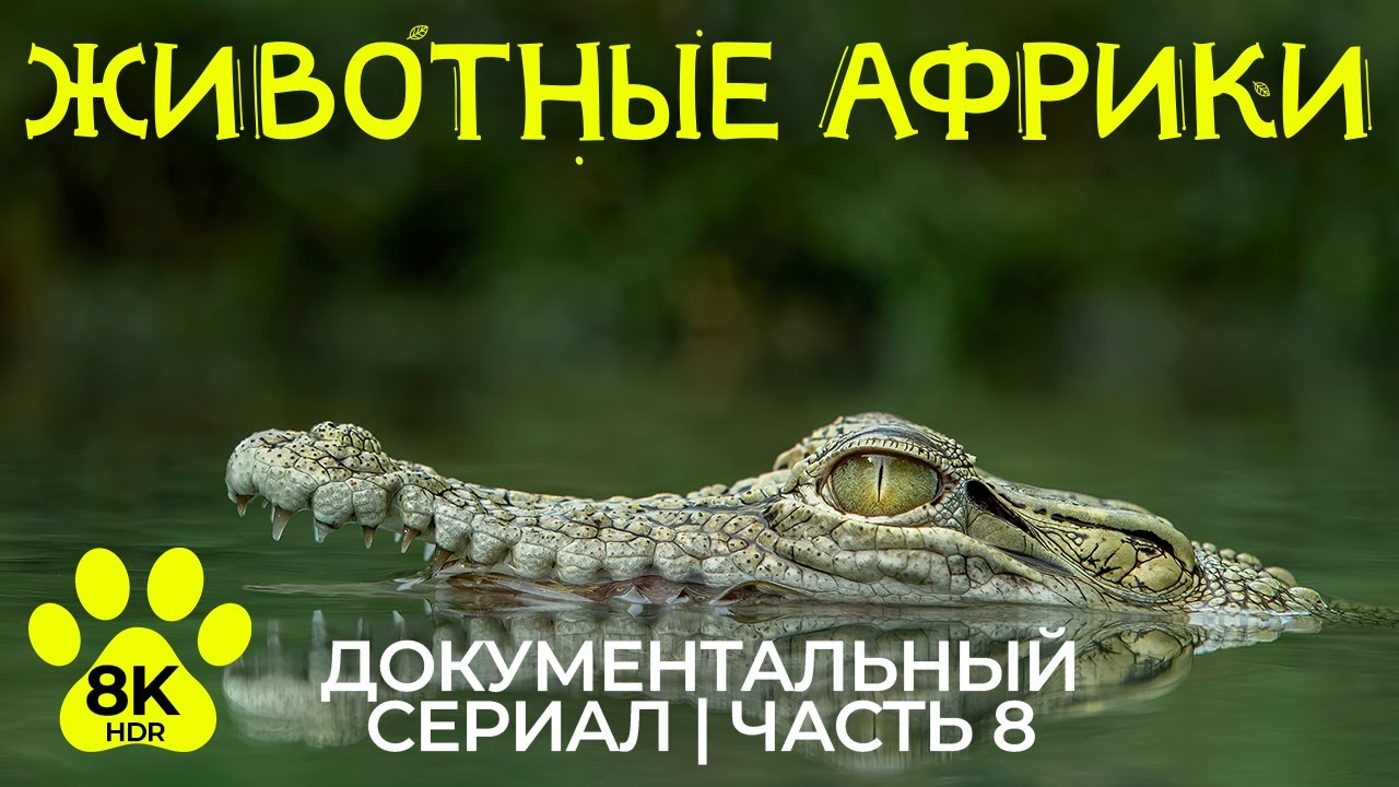 Дикая Африка – #8 | 8K HDR Документальный фильм о животных Национального парка Чобе + звуки природы