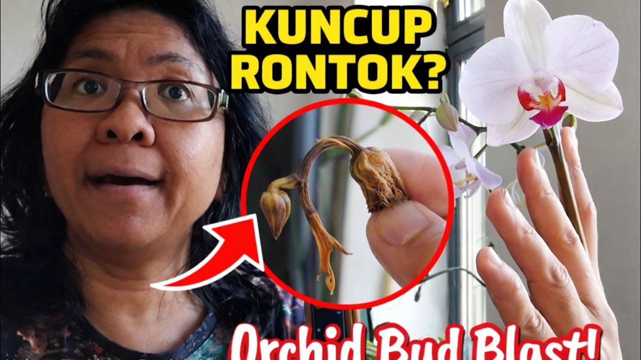 7 Penyebab Kuncup Anggrek Rontok Sebelum Mekar (Bud Blast Wajib Tahu!)