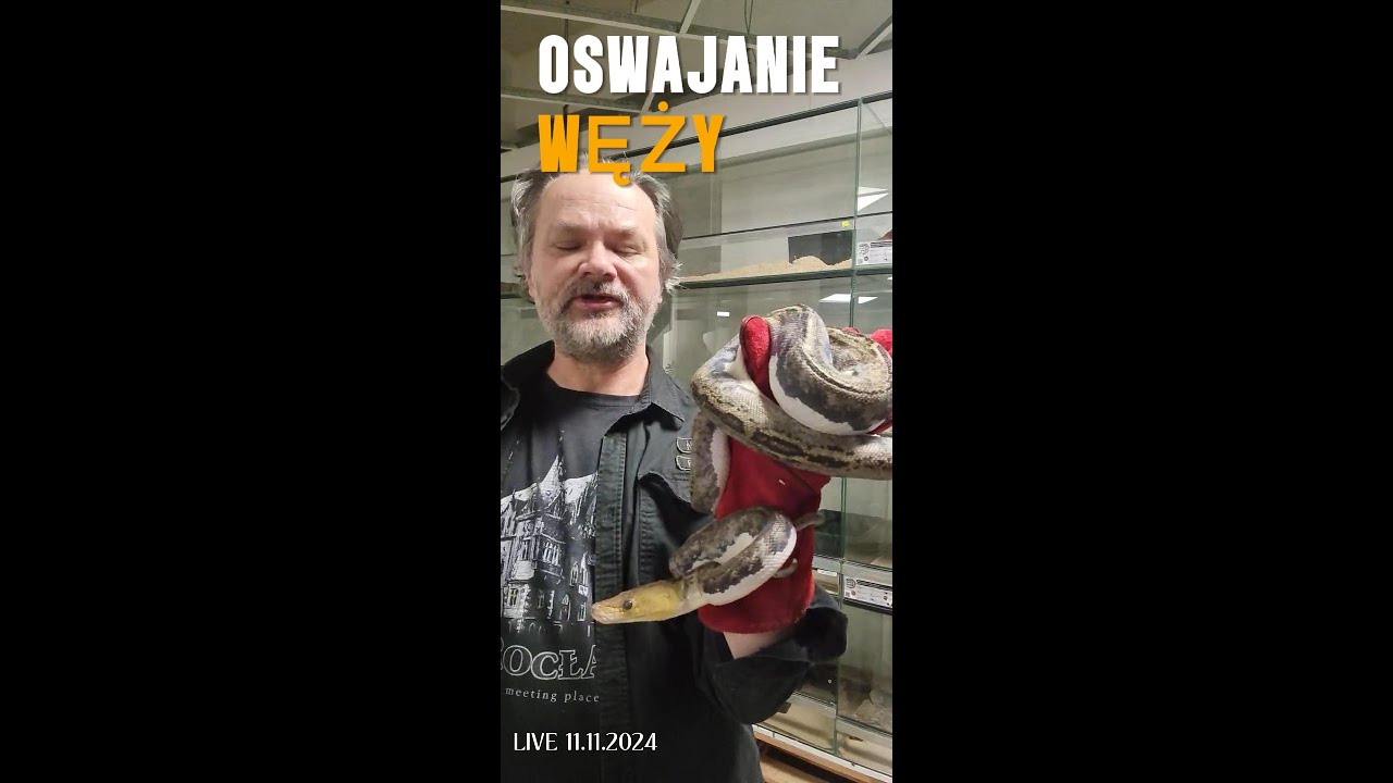 Oswajanie pytona siatkowego - live