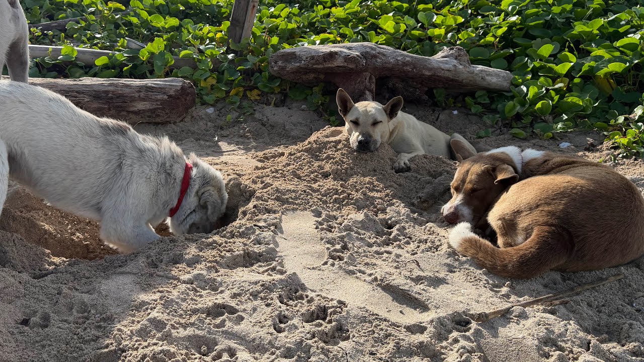 Ежедневная рутина кормления бездомных собак на пляже 95 | StreetDogsCH