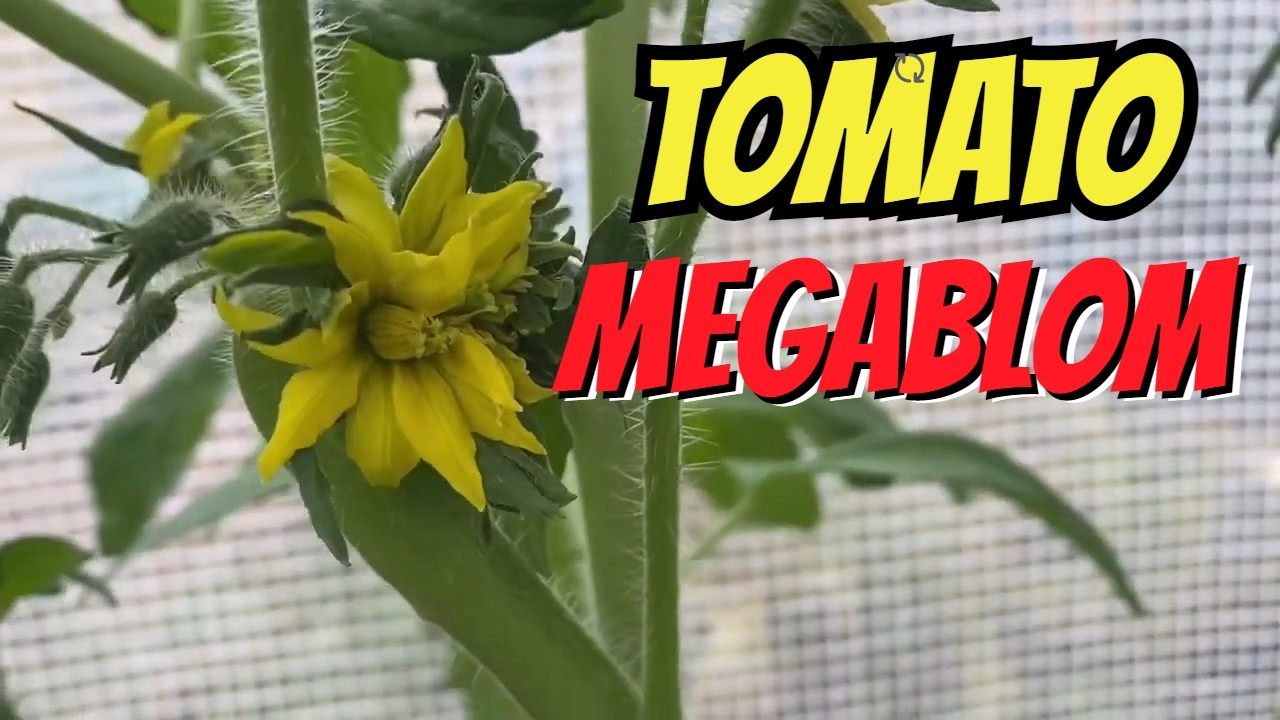 HOW I CARE FOR TOMATOES #273 ON 02 JULY  2025