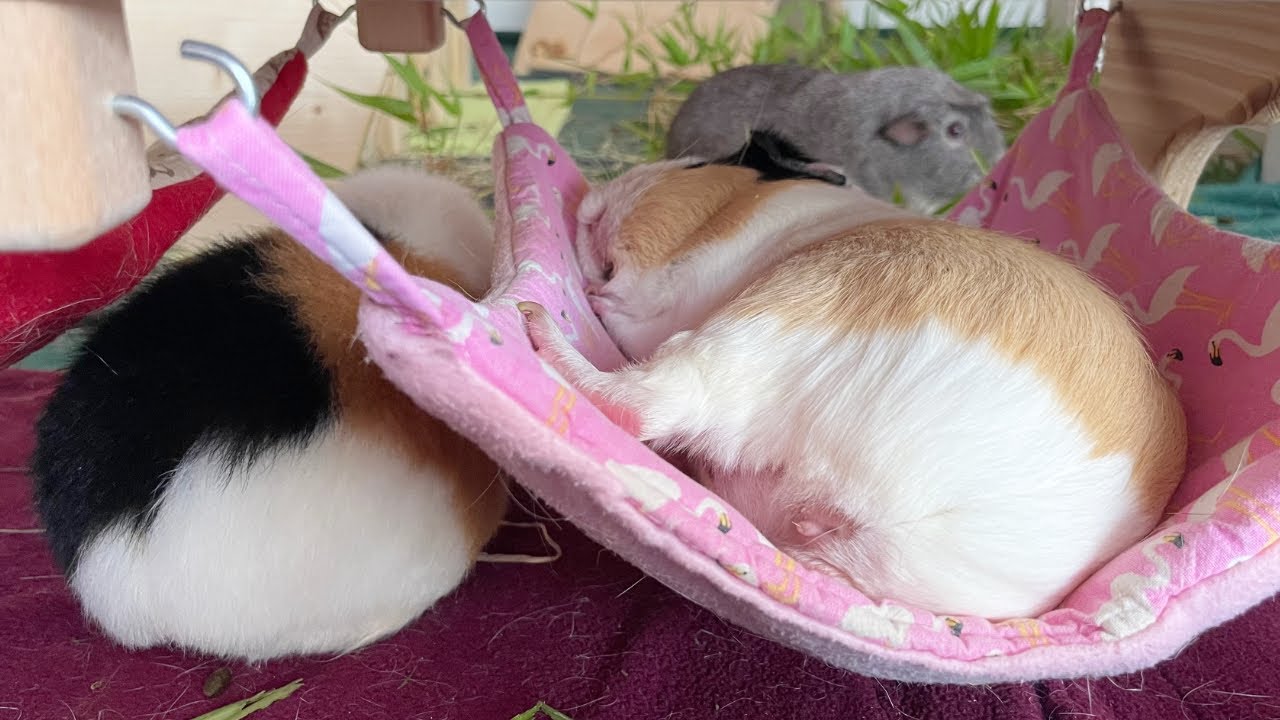 Meerschweinchen im neuen Gehege beobachten