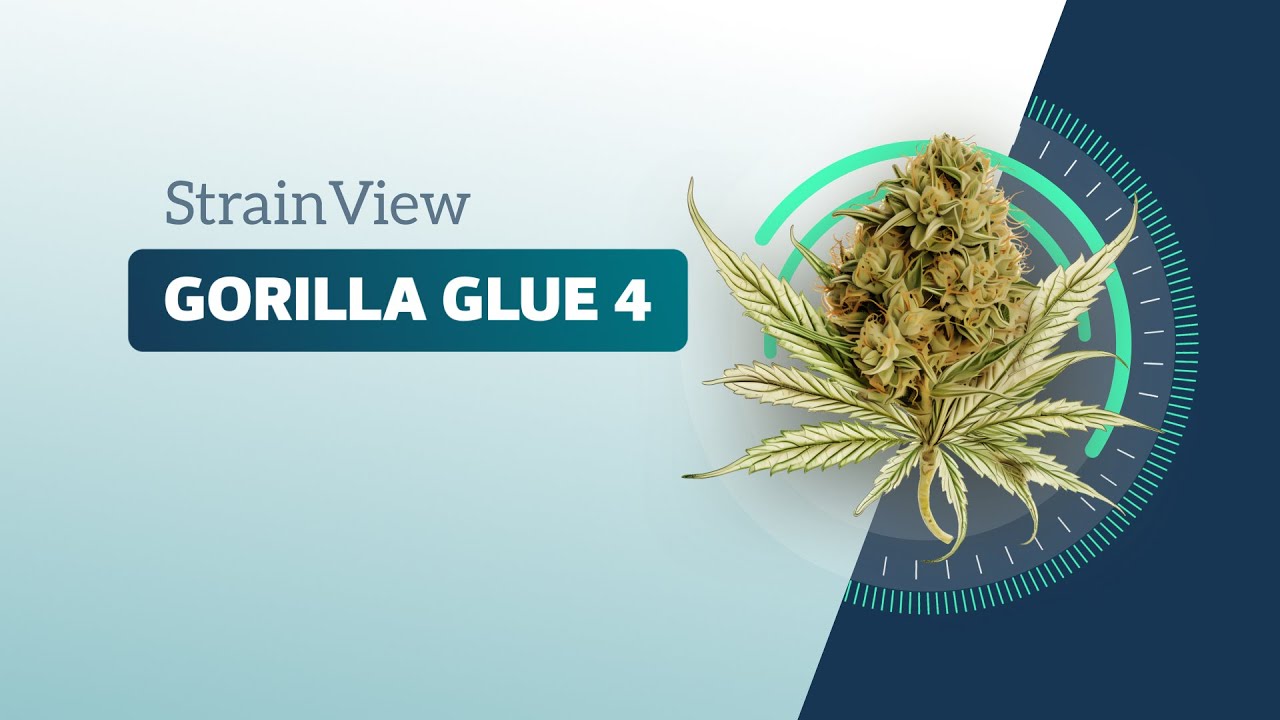 Gorilla Glue #4 - StrainView