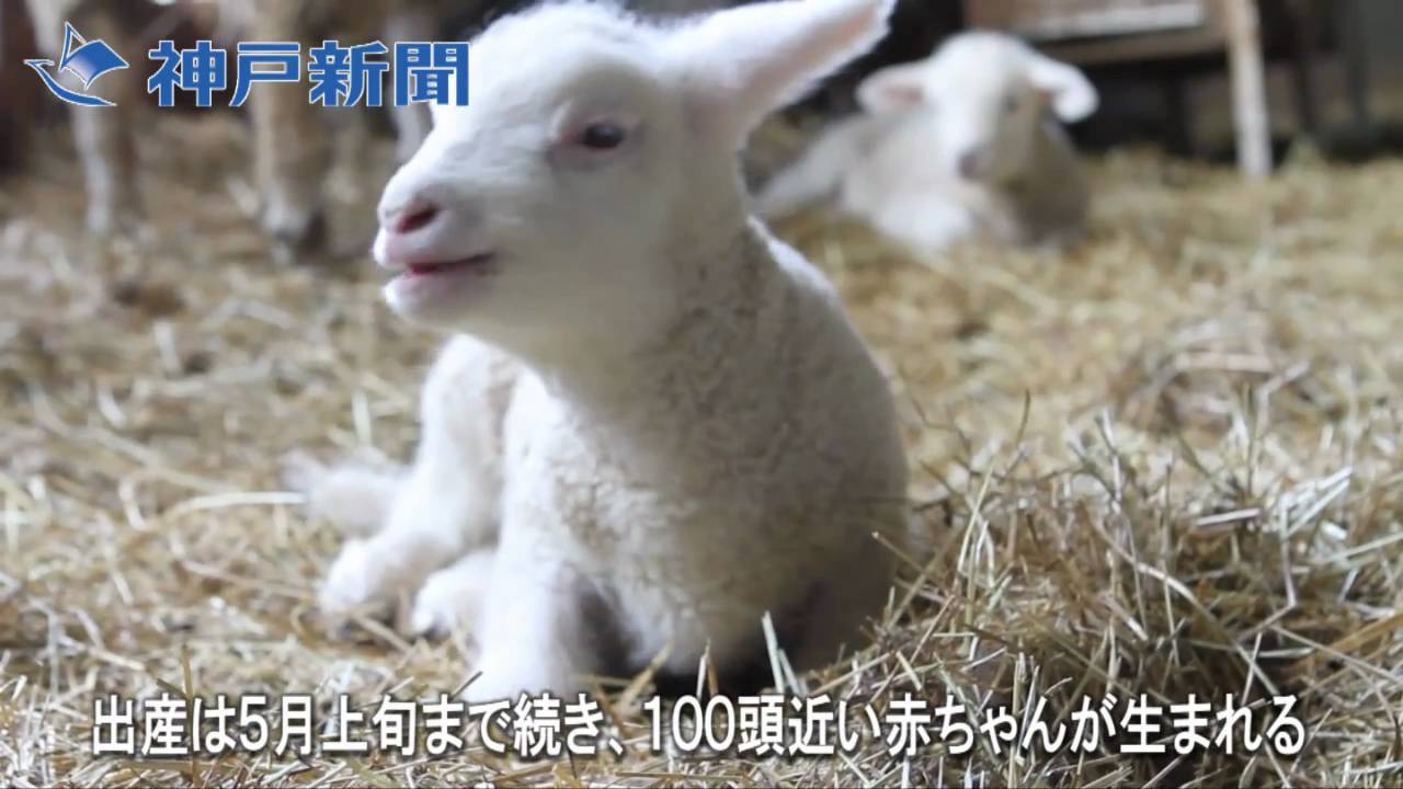 六甲山牧場で羊のベビーラッシュ
