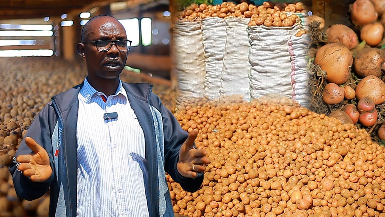 UMURIMYI w'igitangaza mu BURUNDI//Yimbuye 20 TONNES muri 1 HECTARE//Ama miliyaridi bizozana//Akazi