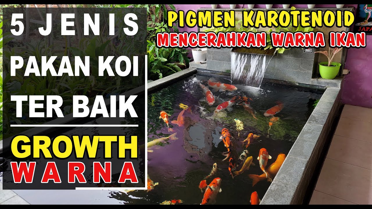 5 JENIS PAKAN TERBAIK IKAN KOI‼️Pakan Terbaik Untuk Pertumbuhan Dan Warna
