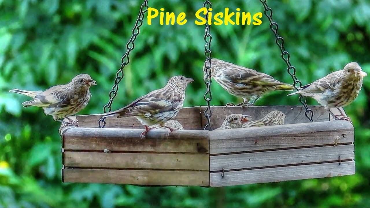 Pine Siskin Season