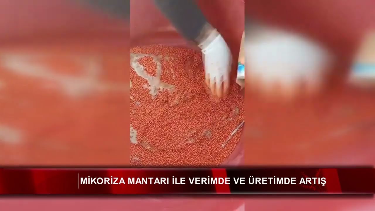 Mikoriza mantarı ile verimde ve üretimde artış