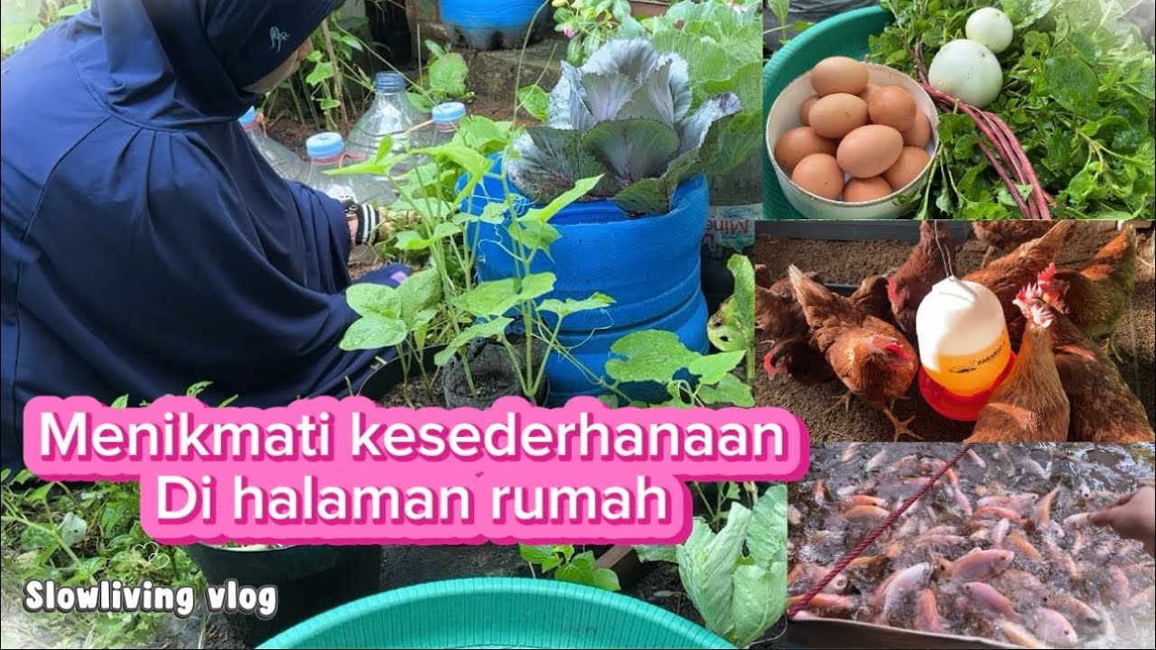 Menikmati kesederhanaan di halaman rumah #slowlivingvlog 