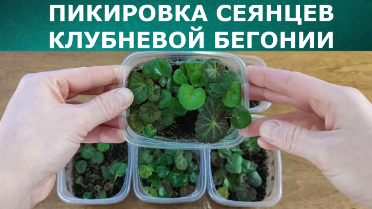 Пикировка сеянцев клубневой бегонии Нон-стоп, Сан Дансер и Лимитлесс