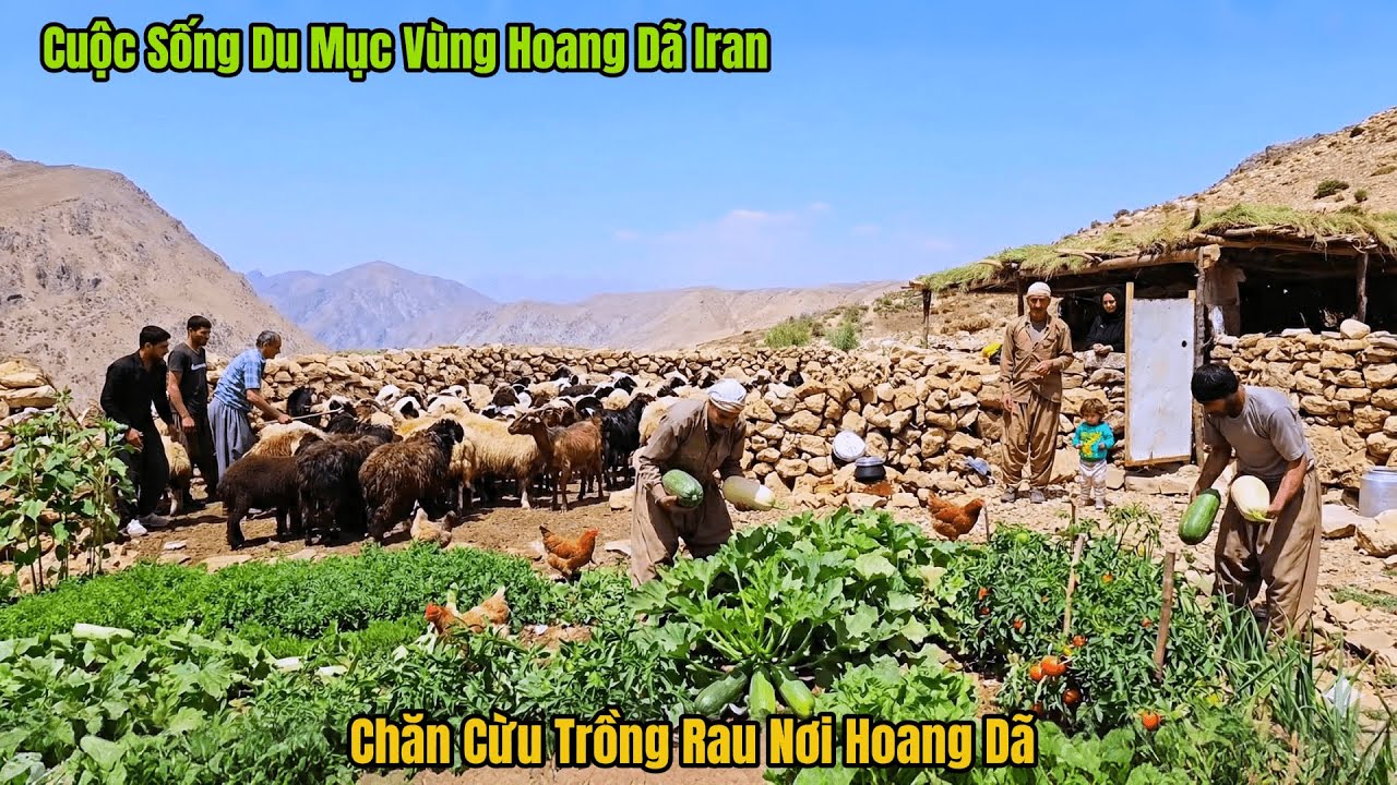 Cuộc Sống Du Mục Iran -Gia Đình Nade Chăn Nuôi Trồng Rau Quả Trên Núi Cao Iran