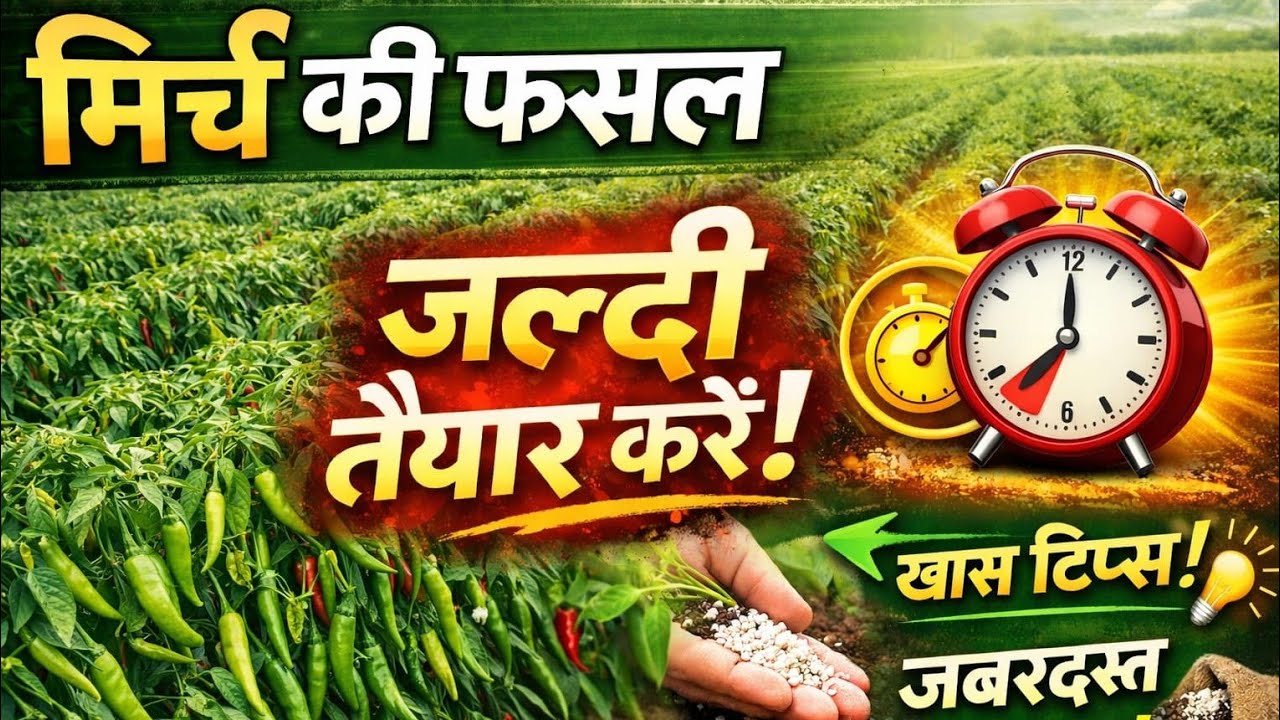 यह किसान आलू की खेती में मिर्च लगाकर कैसे कमाता है लाखों रुपए।। Chilli with potato farming #agri 