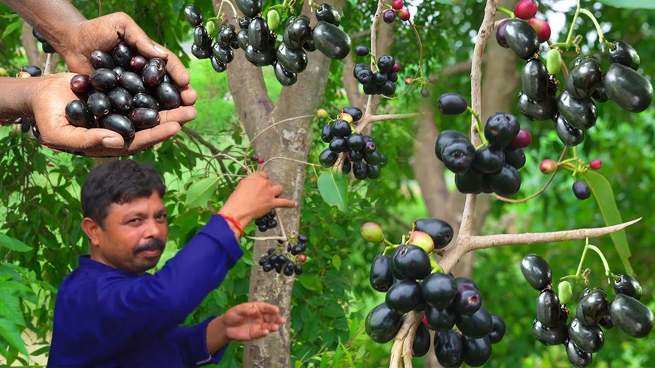jamun ka sirka सिर्फ 5 दिन मे जामुन का अमृत सिरका बनाने की आसान विधि | Blackberry Vinegar recipe