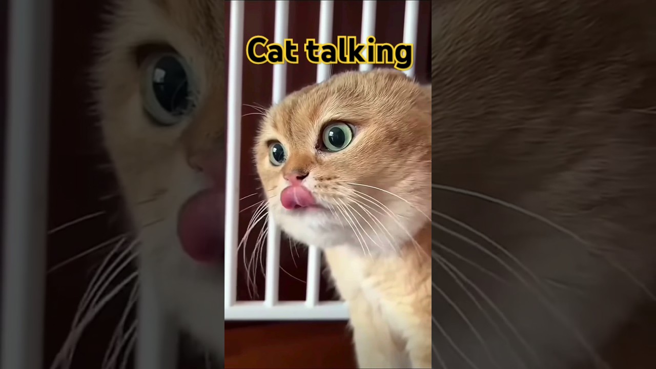 cute Cat talking 