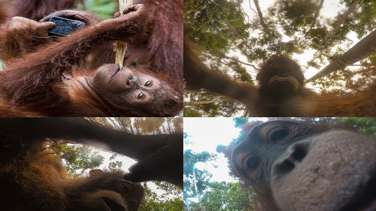 VIRAL Ambil Kamera Fotografer, Orangutan Kalimantan Selfie Berkali Kali