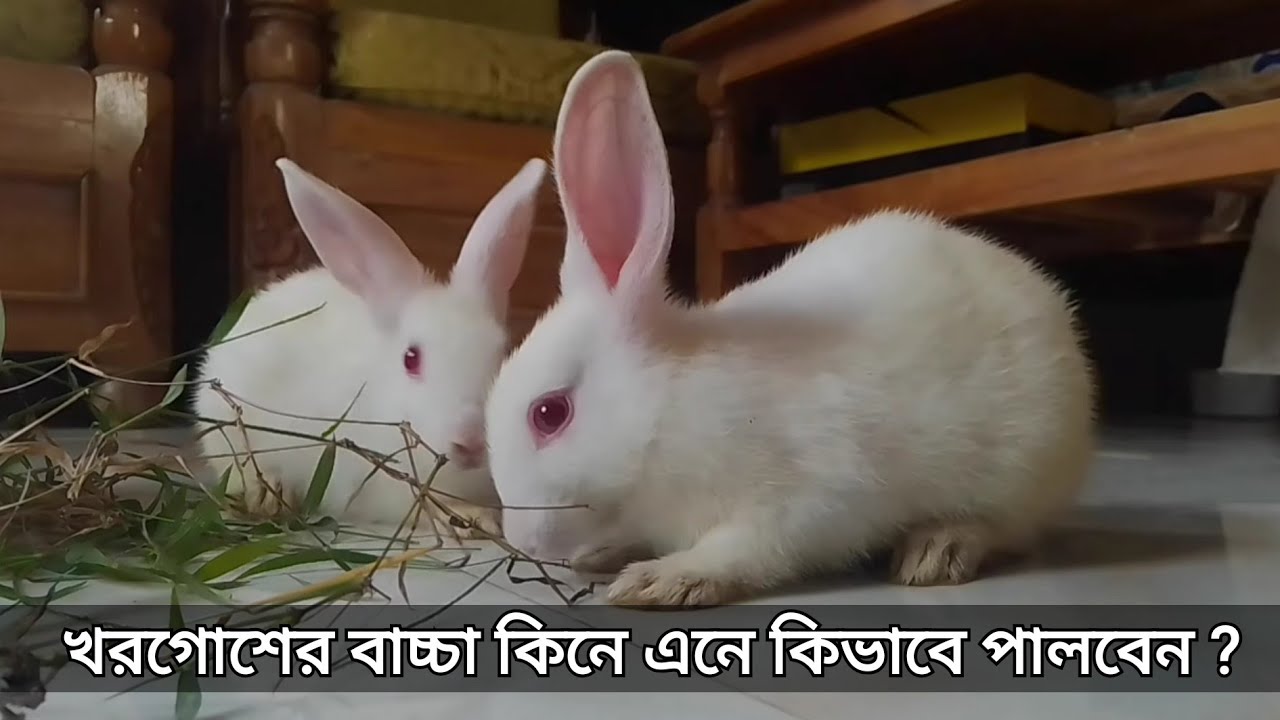 খরগোশের বাচ্চা কিনে এনে পালন পদ্ধতি | খরগোশ পালন পদ্ধতি | Khorgos Palon Poddoty