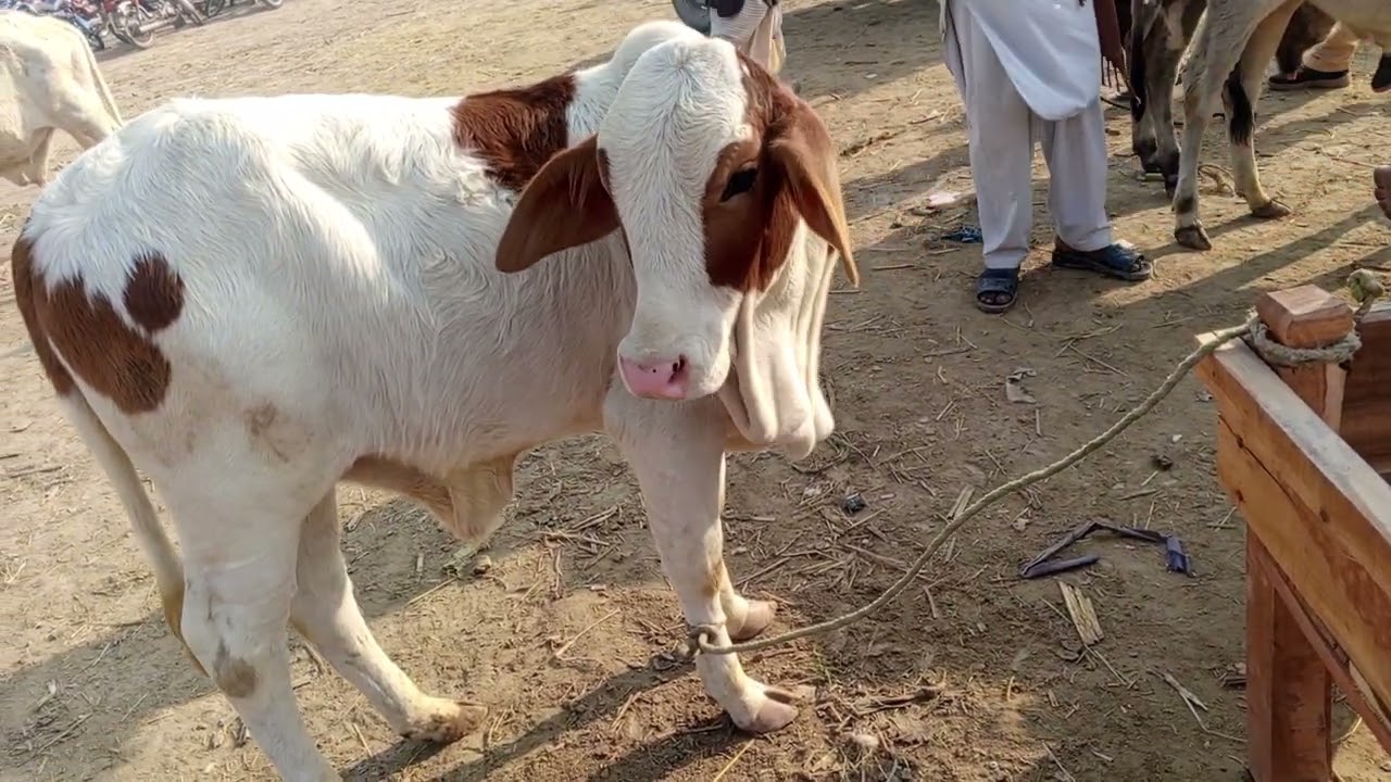 ماشاء اللہ بہت خوبصورت بچھڑا