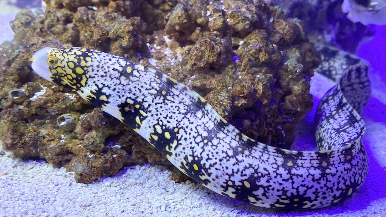 Snowflake Eel | Snowflake Moray | Echidna nebulosa