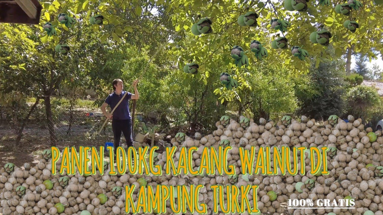 PANEN KACANG WALNUT DIKEBUN ENGKONG TURKI-2024