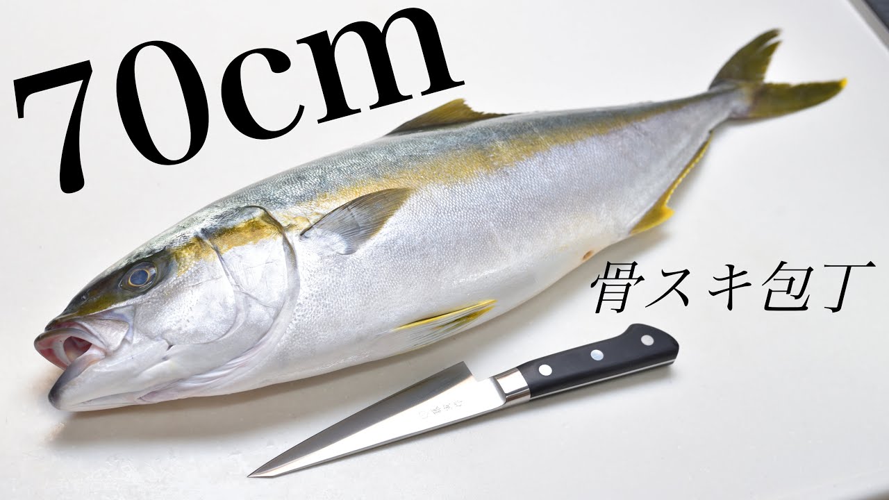 巨大ヒラマサを刃渡り15cmの骨スキ包丁で捌く【藤次郎 藤寅作】【魚のさばき方】【魚さばき】
