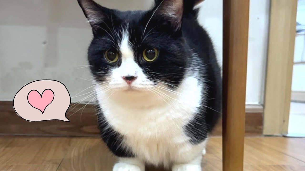 Meowisthebest - Đi Kiếm Tiền + Ẻ Dính Đuýt