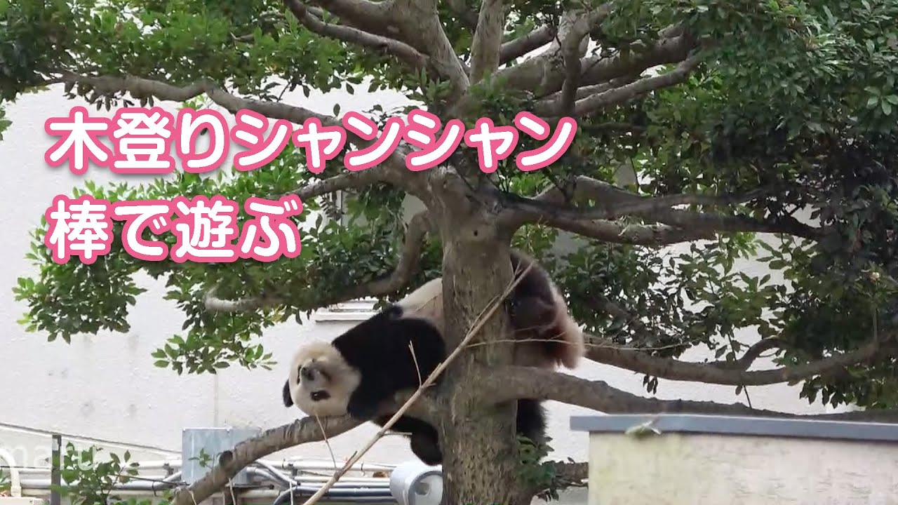 2020/11/20 (2) 木の上でもご機嫌シャンシャン！棒で遊ぶ♪　Giant Panda Xiang Xiang