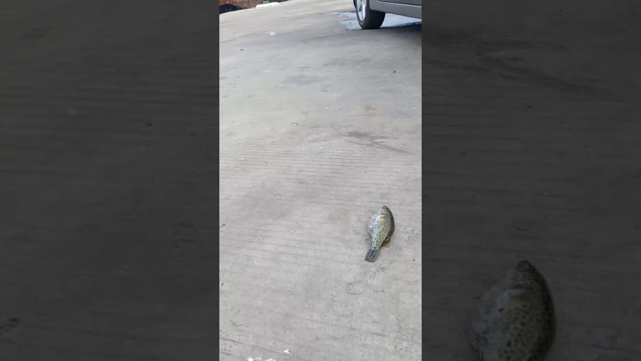 Tes Mancing di pelabuhan PLTU Sluke rembang