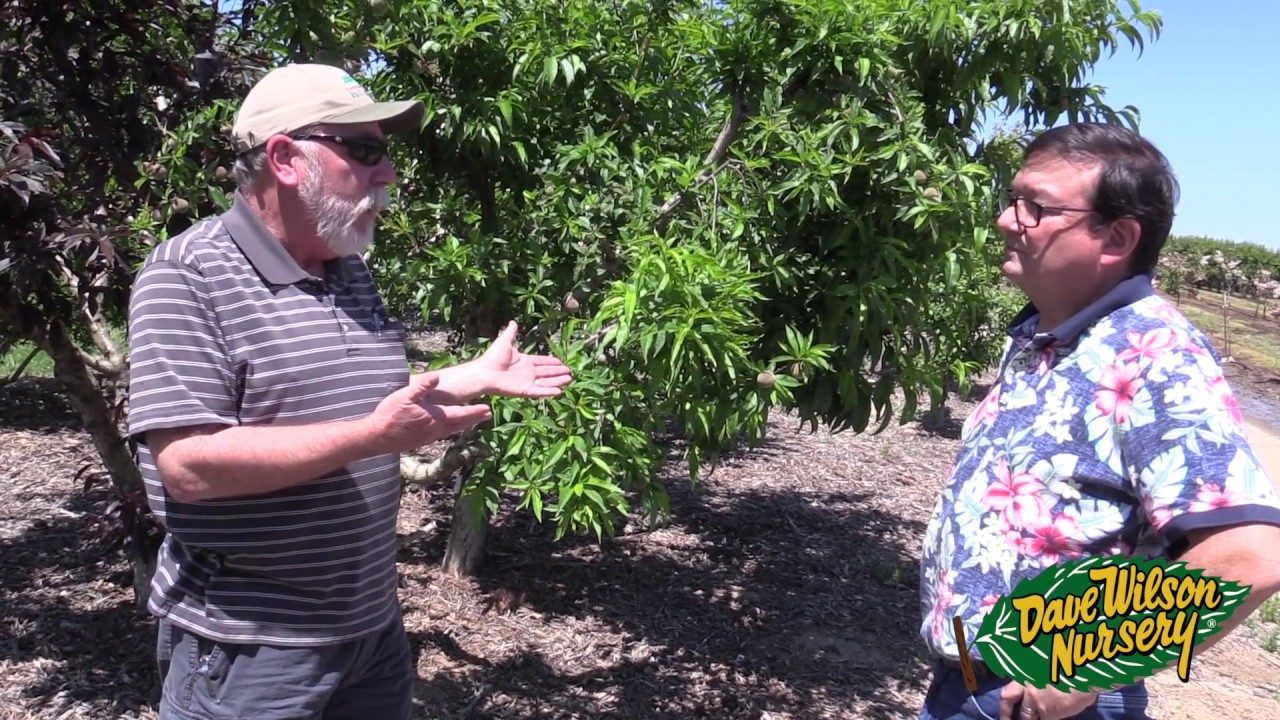 Watering Fruit Trees