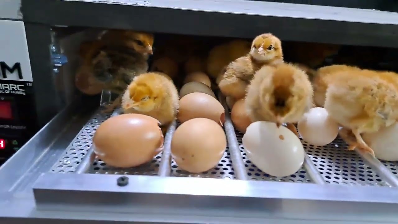 Best Egg Incubator from Dellmarc #quaileggs #chicken #incubator