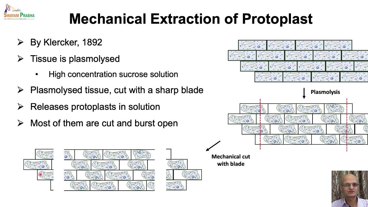 Protoplast Culture & Application