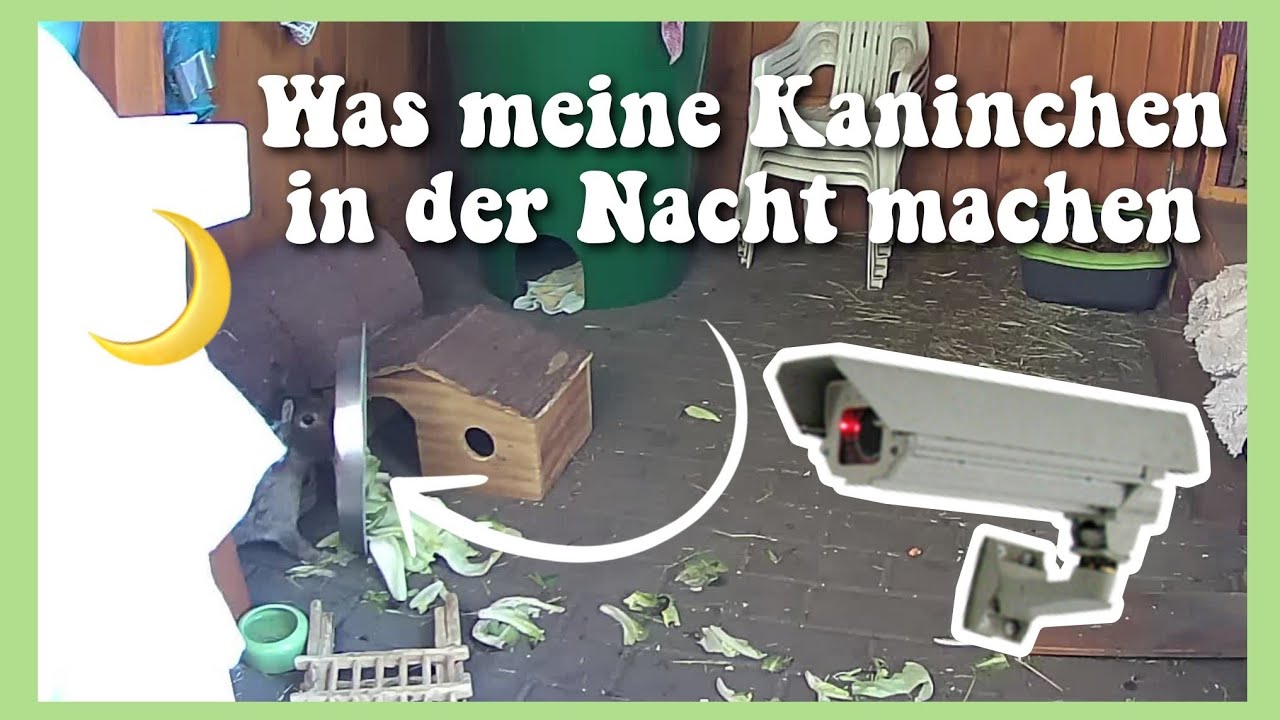 Was meine Kaninchen NACHTS machen 😳🌝🐇// Meine Mümmler